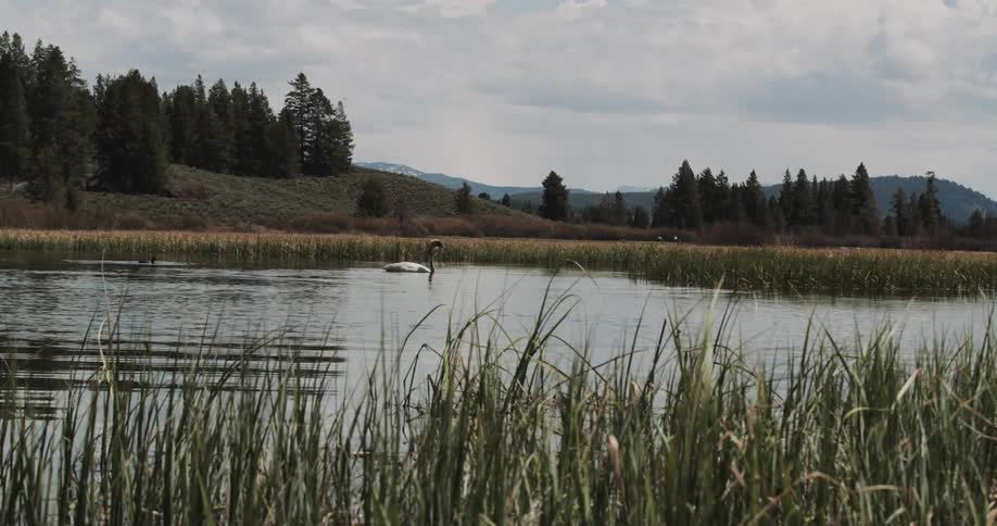 A swan swimming alone in a pond bends its neck and dips its head underwater