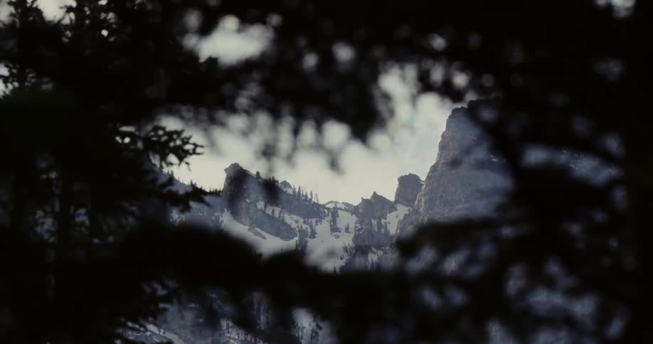 A close up of forest trees before refocusing to show a mountainside