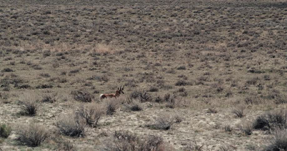 Grazing animal with antlers walks through scrub land