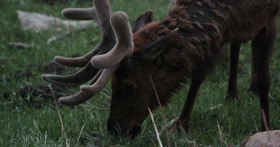 An elk eating grass