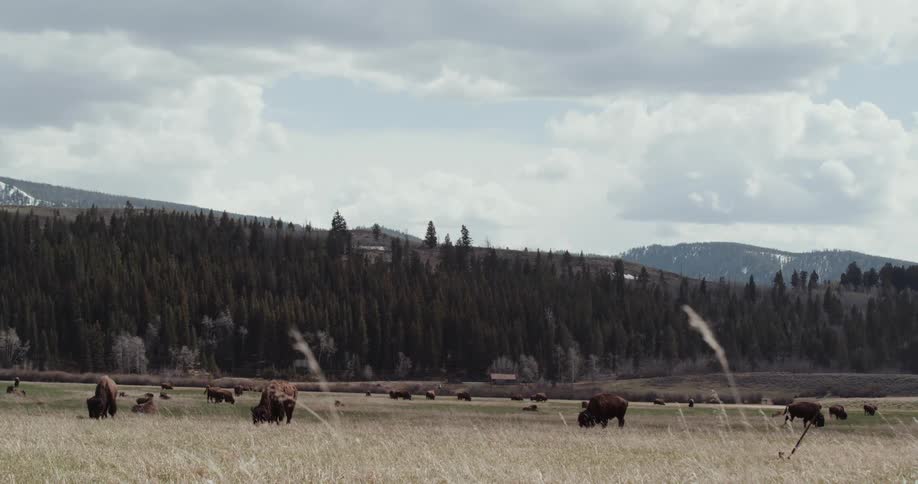 Buffaloes on a grassy field with trees a mountain range the sky and clouds in the background