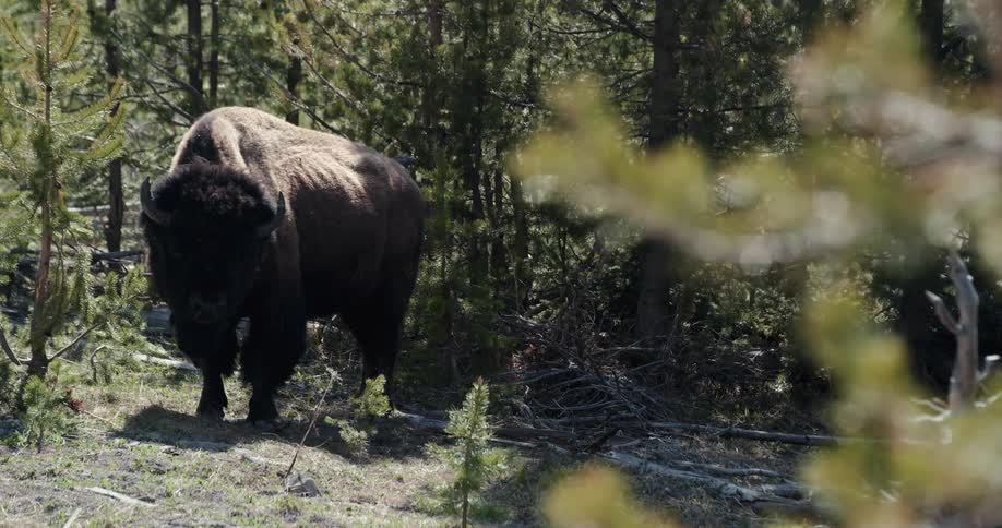 A bison standing in a forest during the day