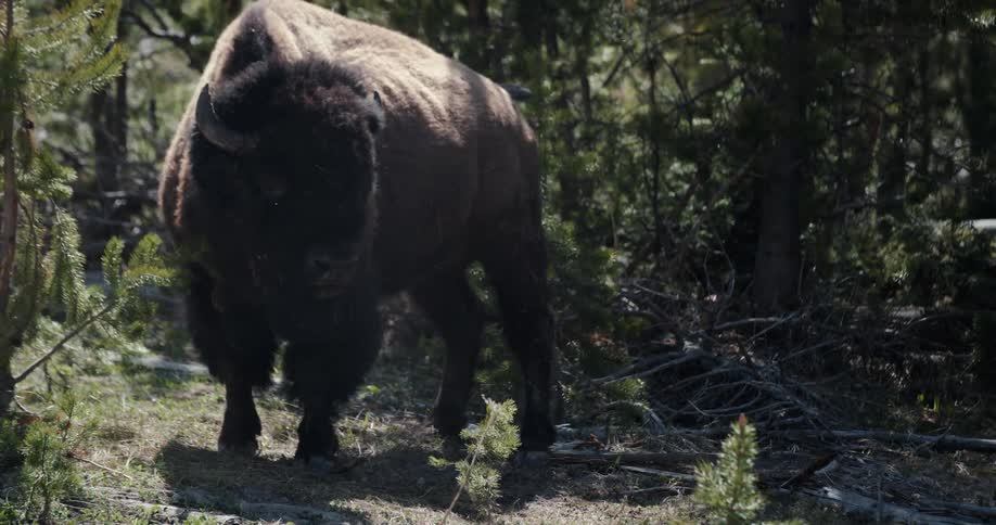 A buffalo surrounded by plants and trees