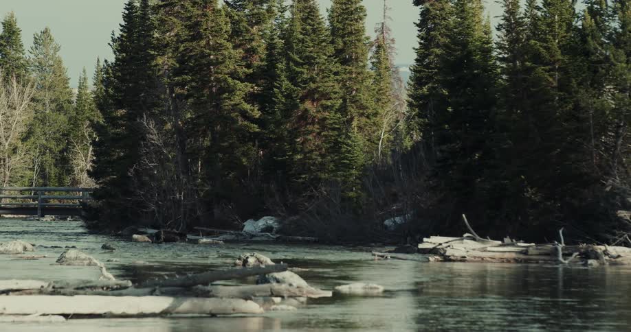 A bear crosses a river through an evergreen forest near a wooden bridge during the day