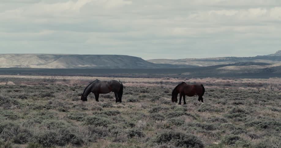 Two wild horses graze on grass and brush