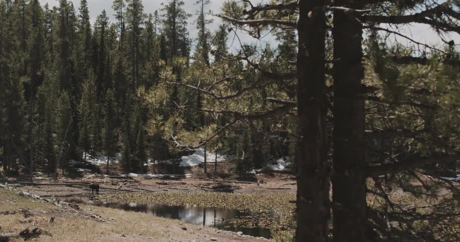 An elephant is drinking water from a meadow outside of a forest