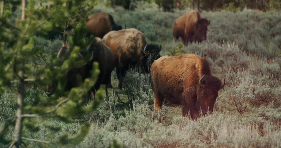 Herd of bison graze as they walk through field near woods