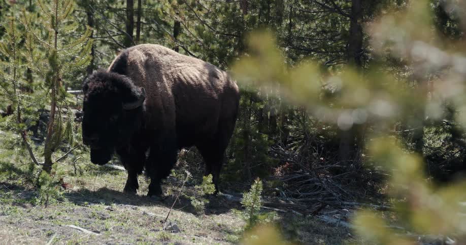 A bison standing outdoors in a forest