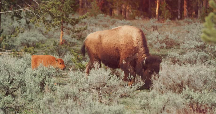 Buffalo walking with baby
