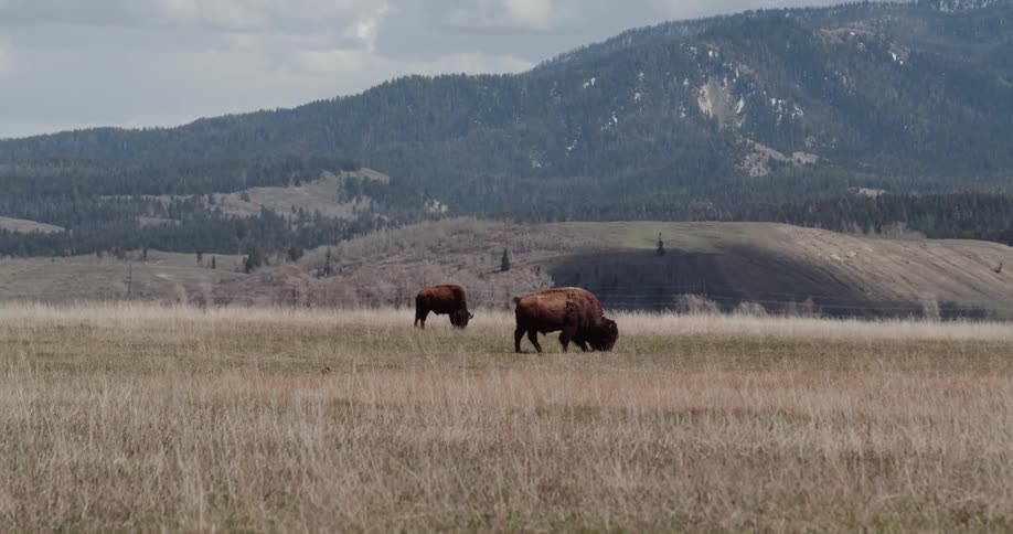 Two bison eating grass outdoors