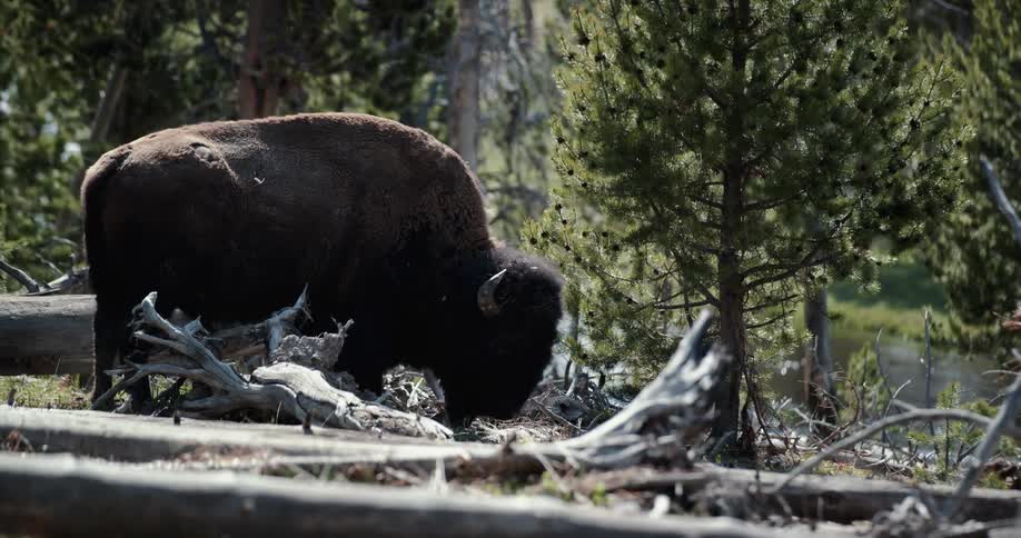 Bison stands in the woods next to river