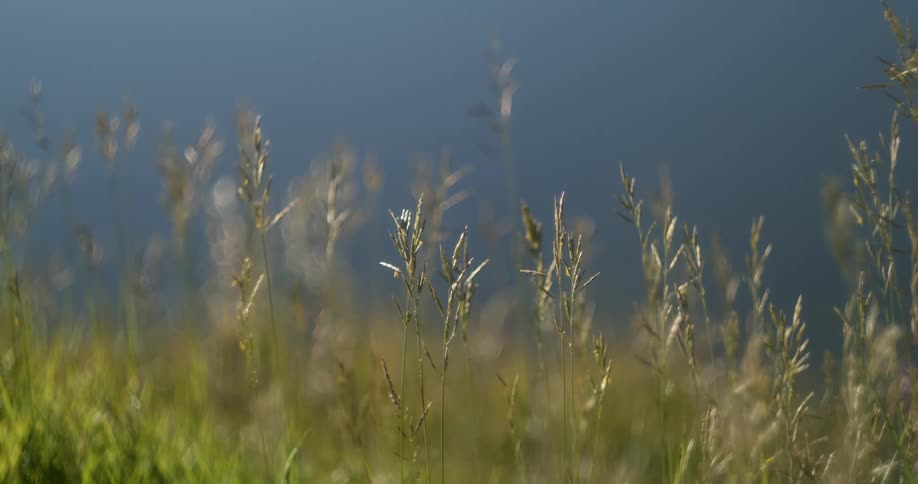 View of wild grass in the field
