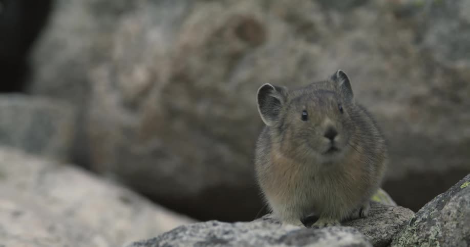 A mouse looks around before running off