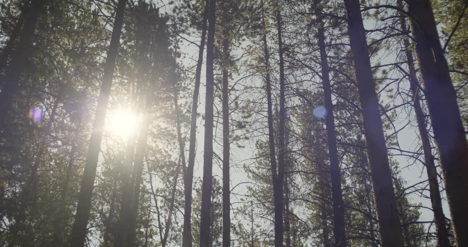 Sunlight shines through trees in a forest