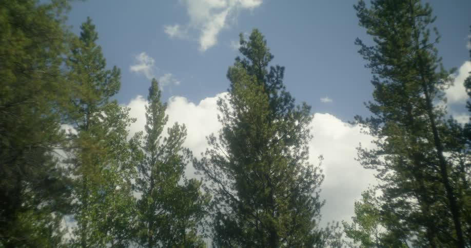Tall trees sway in the wind against the blue sky with clouds
