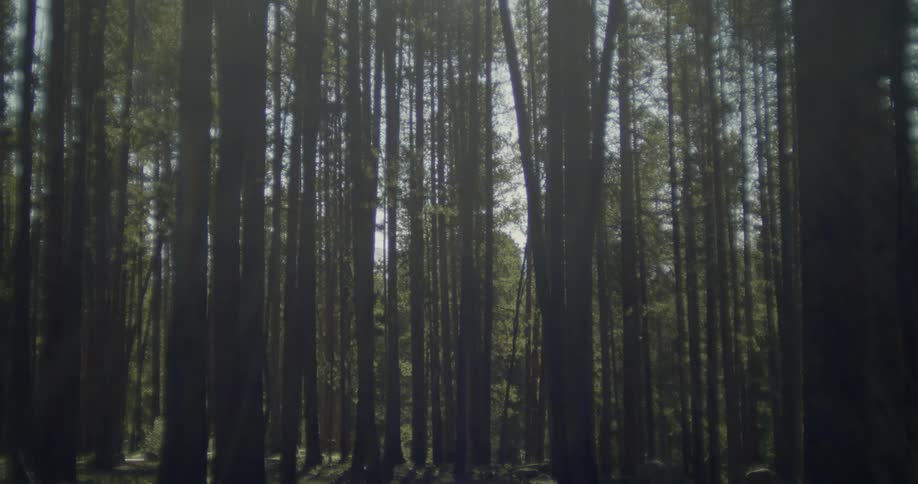 Tall trees in a forest during the day