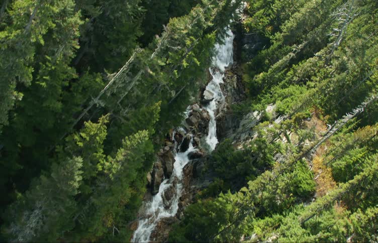 A fast moving river runs through a dense forest