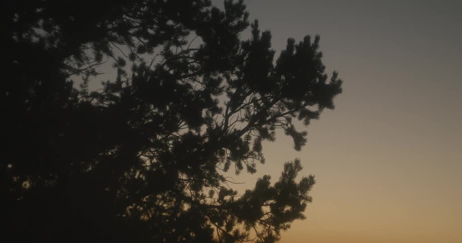 A tree with branches moving in the breeze under a clear orange sky