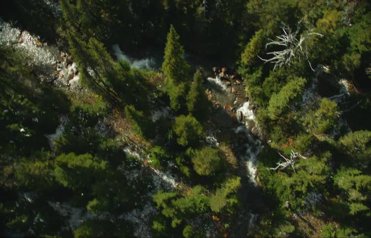 A stream runs through the forest
