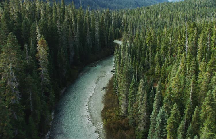 A flowing stream runs through a forest with mountains on the horizon