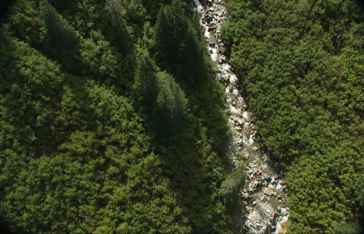 A stream runs through the large forest