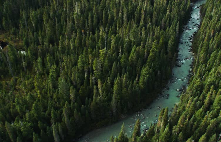 Aerial view of a river flowing through a pine tree forest in the mountain