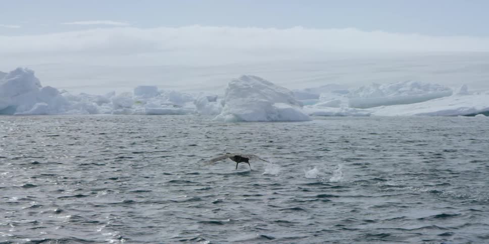 A bird is flying along the surface of the water