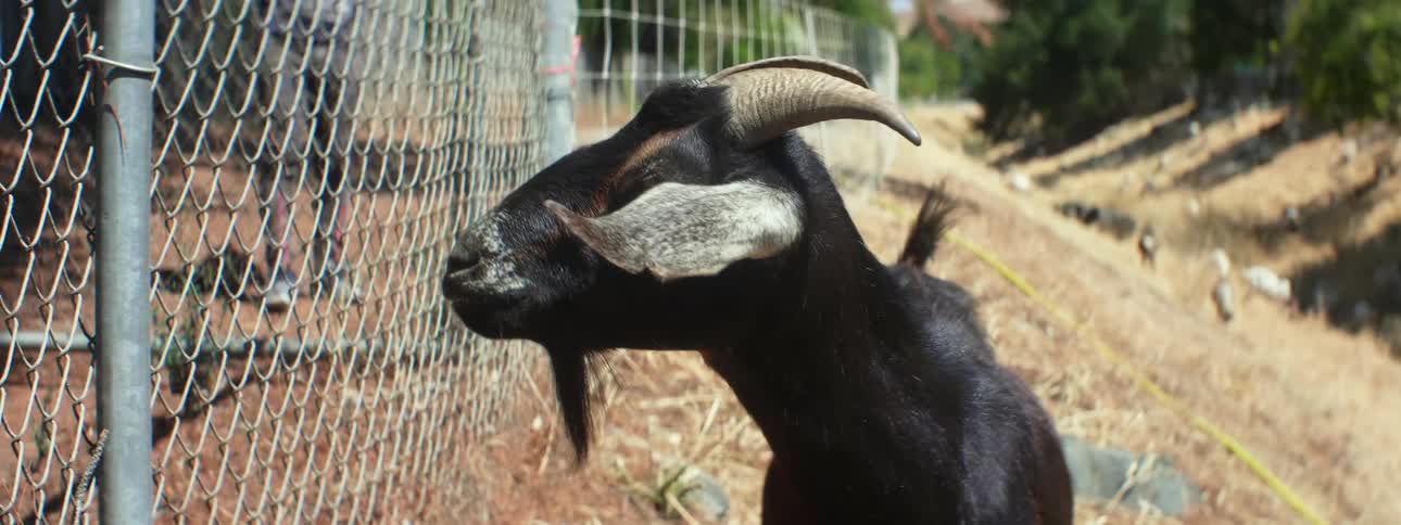 Man stands on one side of metal chain link fence as goat stands on other with other goats walking along slope in background