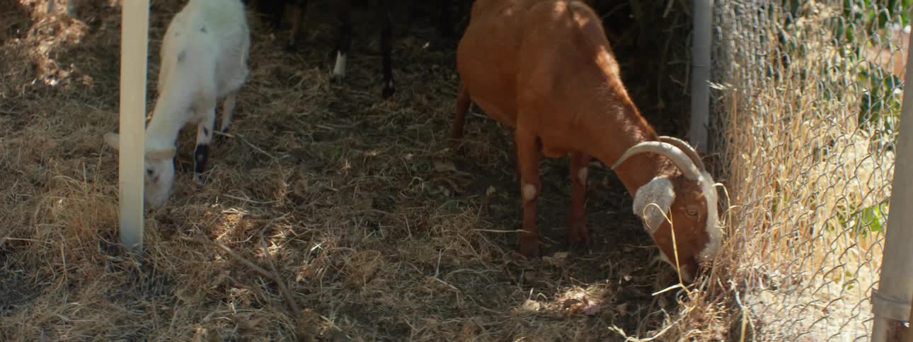 Goats eating outdoors