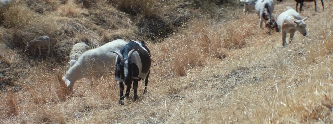 Group of goats eating grass