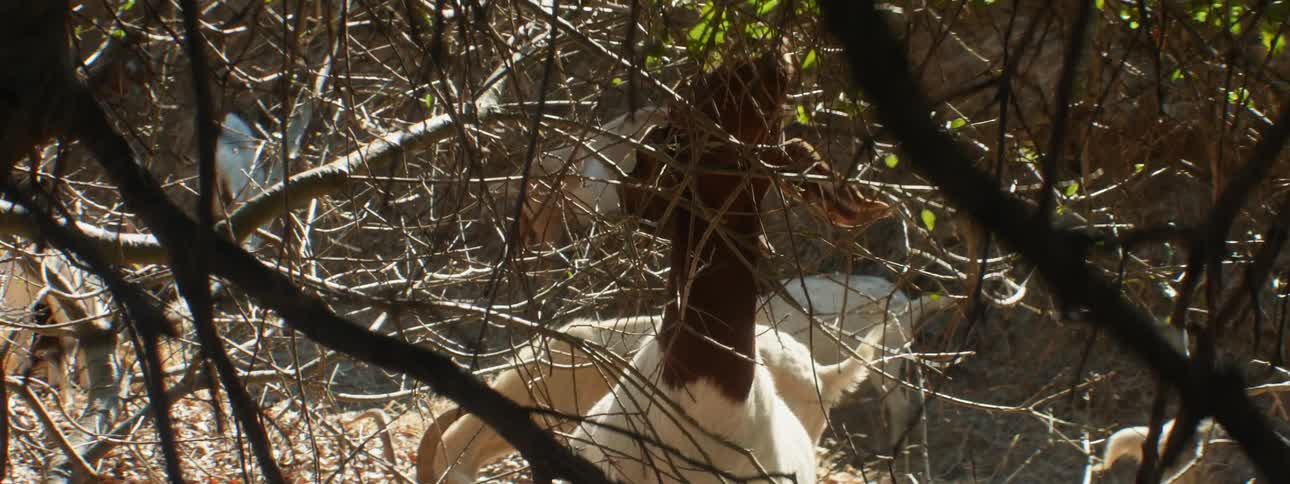A goat is chewing on leaves on the tree branches