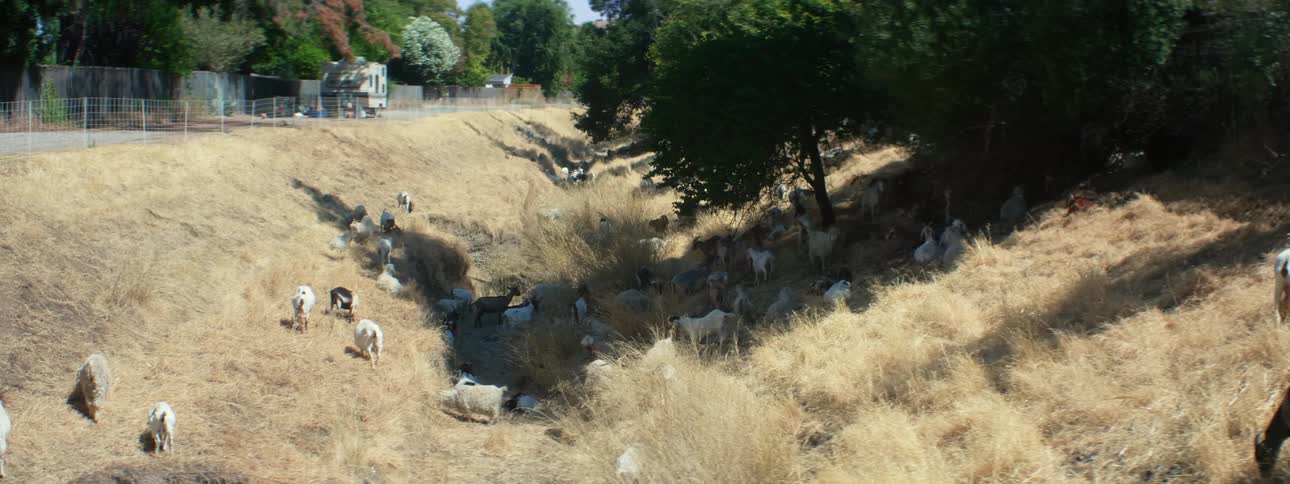 A small herd of goats are grazing in an area of dried grass alongside a road in a woodland area during the daytime