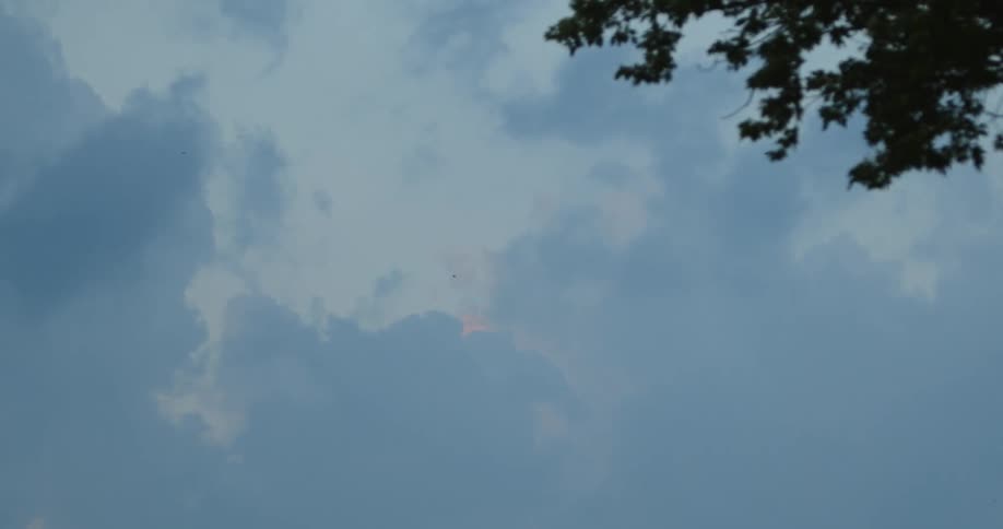 Tree branches in wind under a cloudy sky