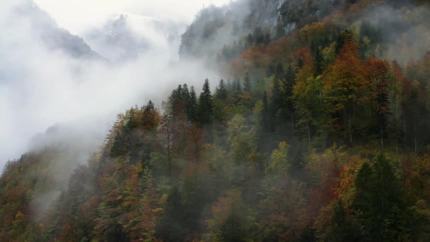 Fog hangs over a mountain forest on a slope with snow covered peaks on the horizon