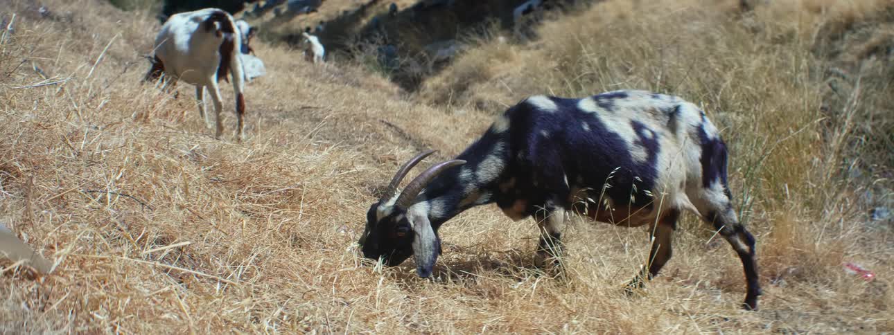 Black and white goat grazes on slope near another goat that lies down