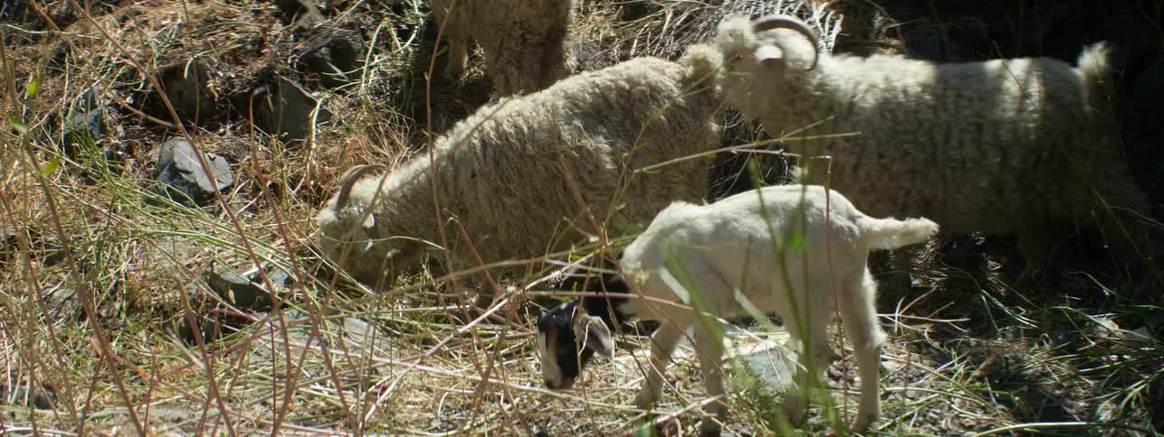 Goats and sheep graze in a field and eat tall grass