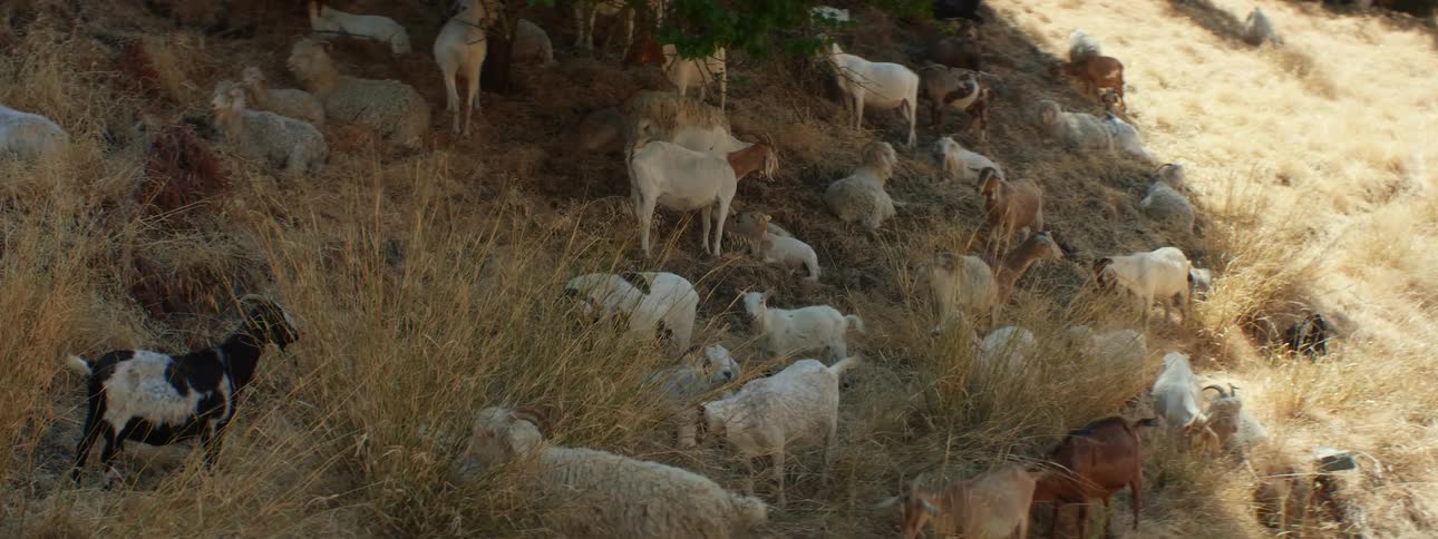 Herd of goats resting on a field of yellow grass in the morning