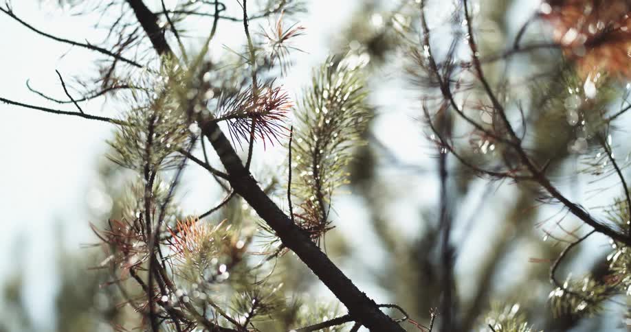Close up of the needles on the branches of a pine tree outdoors at daytime