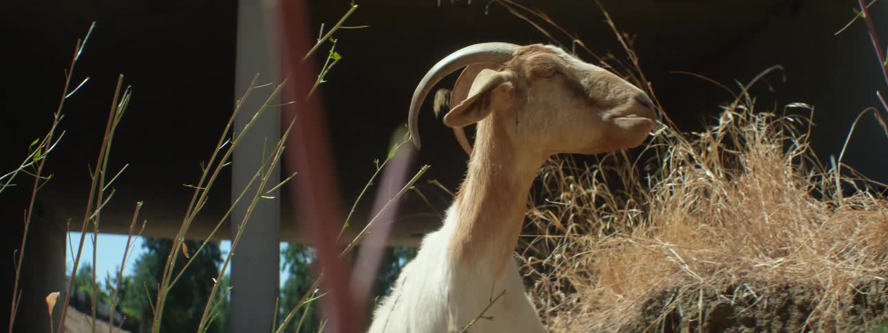 An animal eating leaves off a plant