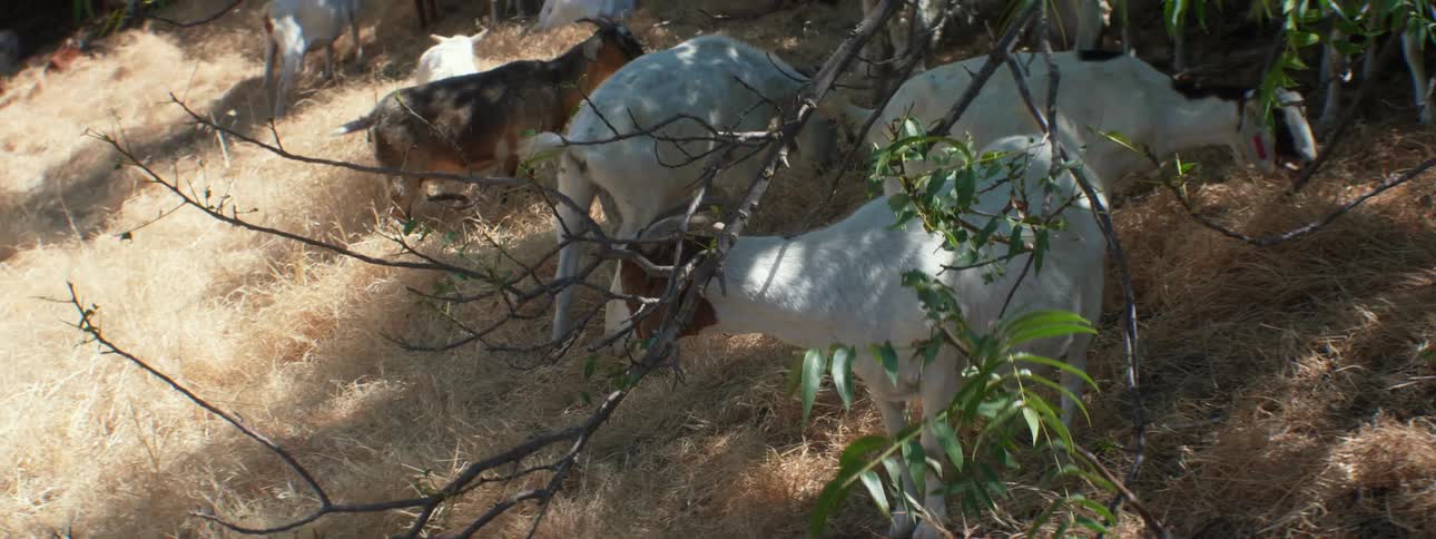 White and brown goats graze on hill slope