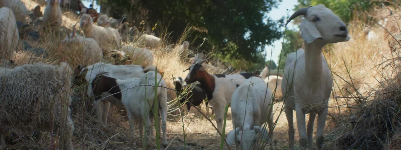 A herd of white and brown goats grazes on hill slope