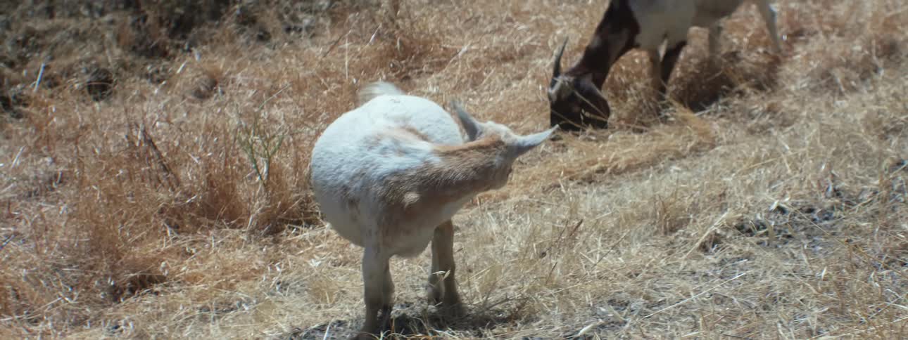 Couple of goats grazing on the yellow dry grass on the countryside