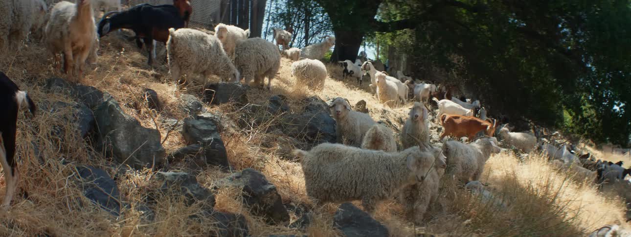 Herd of sheep grazing on the yellow dry grass over the hill in the countryside