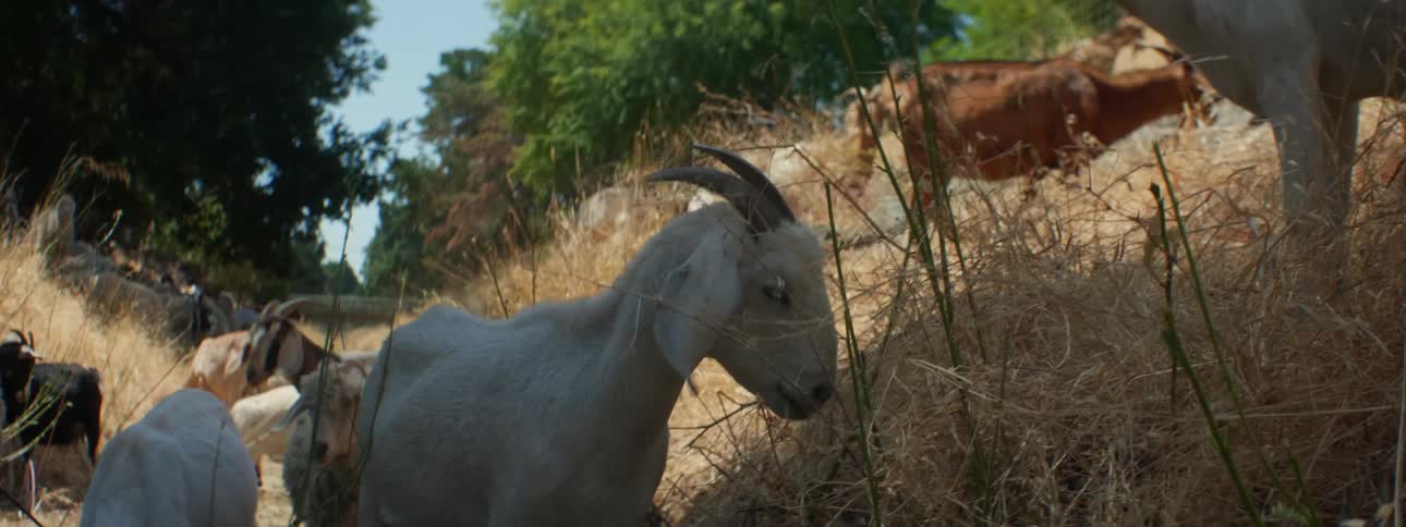 Herd of goats walk along small valley grazing with woods in the background