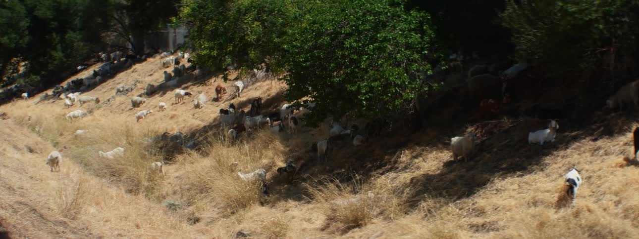 Herd of goats grazing on the yellow dry grass in the countryside