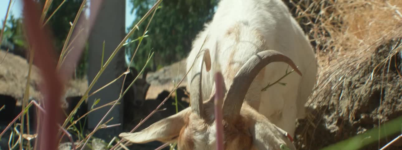 A goat eating leaves from a plant
