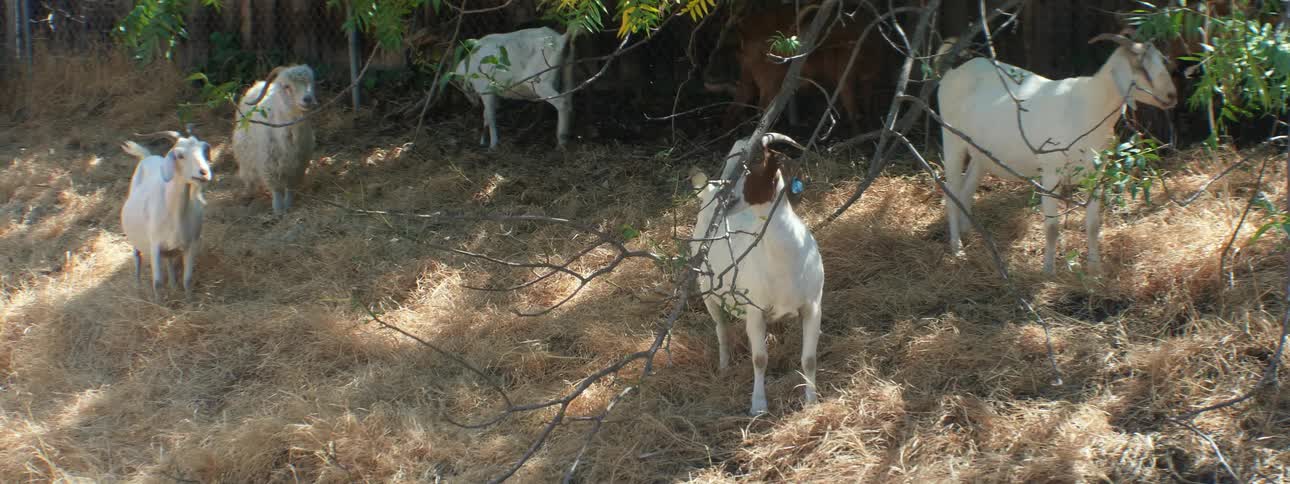 Goats stand under tree eatingleaves