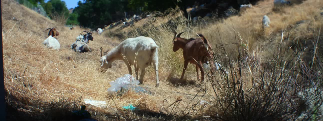 Goats and sheep graze and lie on grassy slope as one briefly scratches its neck with a hoof