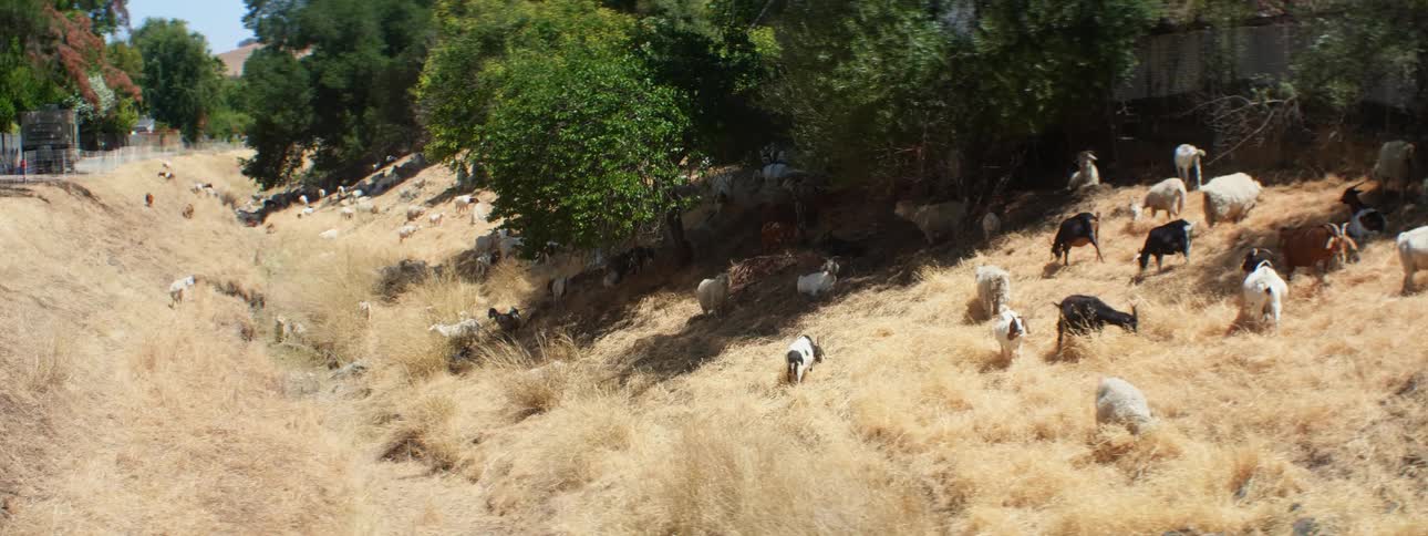 A herd of goats graze in a grassy ravine on a clear day
