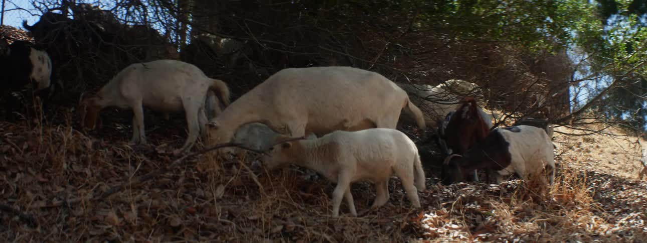 Herd of goats grazing on the yellow dry grass over the hill in the countryside